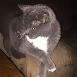 Meet your Posher, Dawn